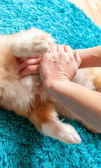 Easy ways to identify signs of pain in pets