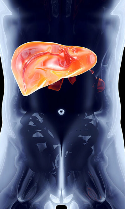 8 lesser-known facts about the liver